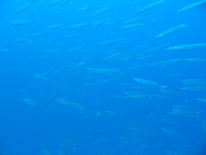 Barracuda Shoal
