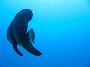 Batfish Racha Yai Phuket