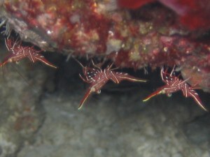 Durban Boxing Shrimp