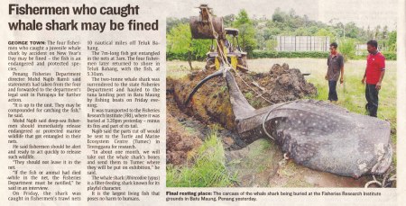 The Star 2009-01-04 Whale Shark