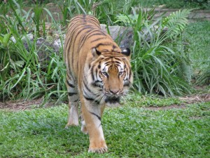 Tiger at Lost World of Tambun