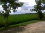 Nice and Green around Cepu