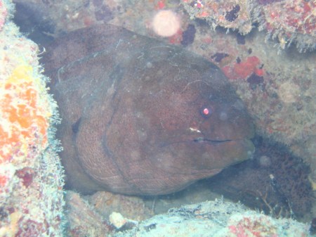 Moray