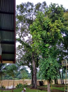Durian Tree Base Camp